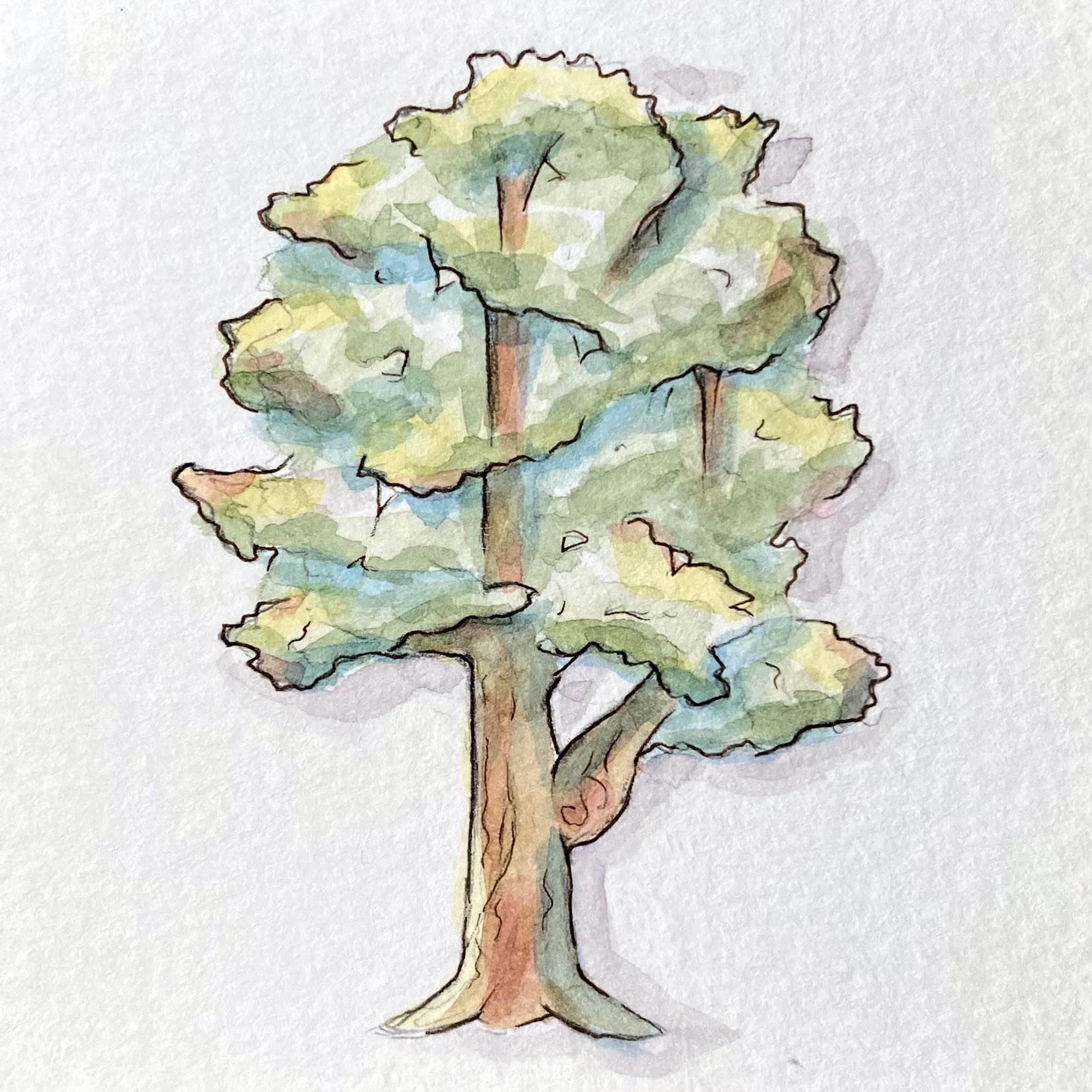 A watercolor painting of a green deciduous tree, outlined in ink and colored with watercolor paint.